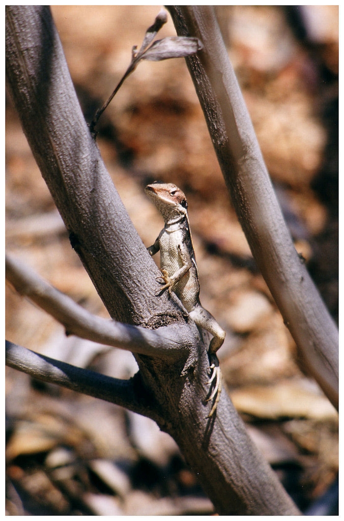 02 - Australie (3).jpg